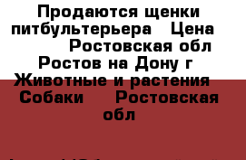 Продаются щенки питбультерьера › Цена ­ 10 000 - Ростовская обл., Ростов-на-Дону г. Животные и растения » Собаки   . Ростовская обл.